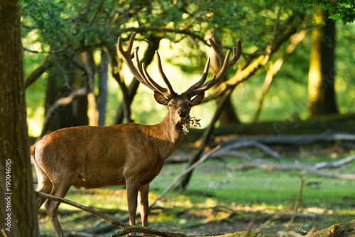 Obraz na płótnie Deer Stag Animal w salonie