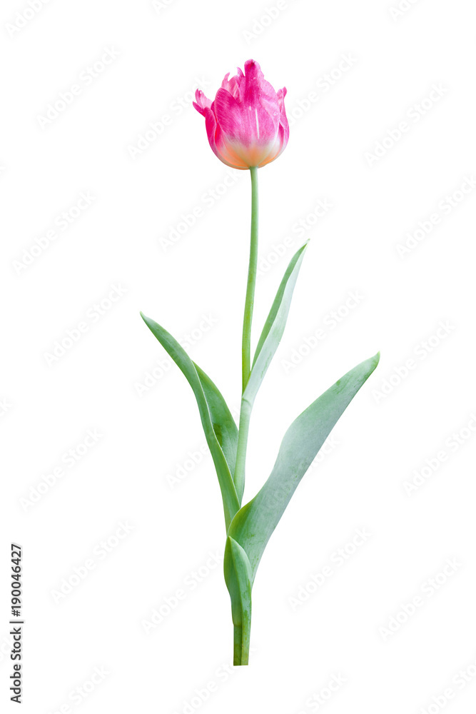 Obraz premium tulip