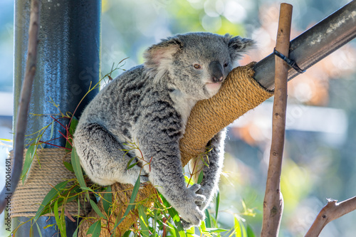 Koala lying in a man-made tree