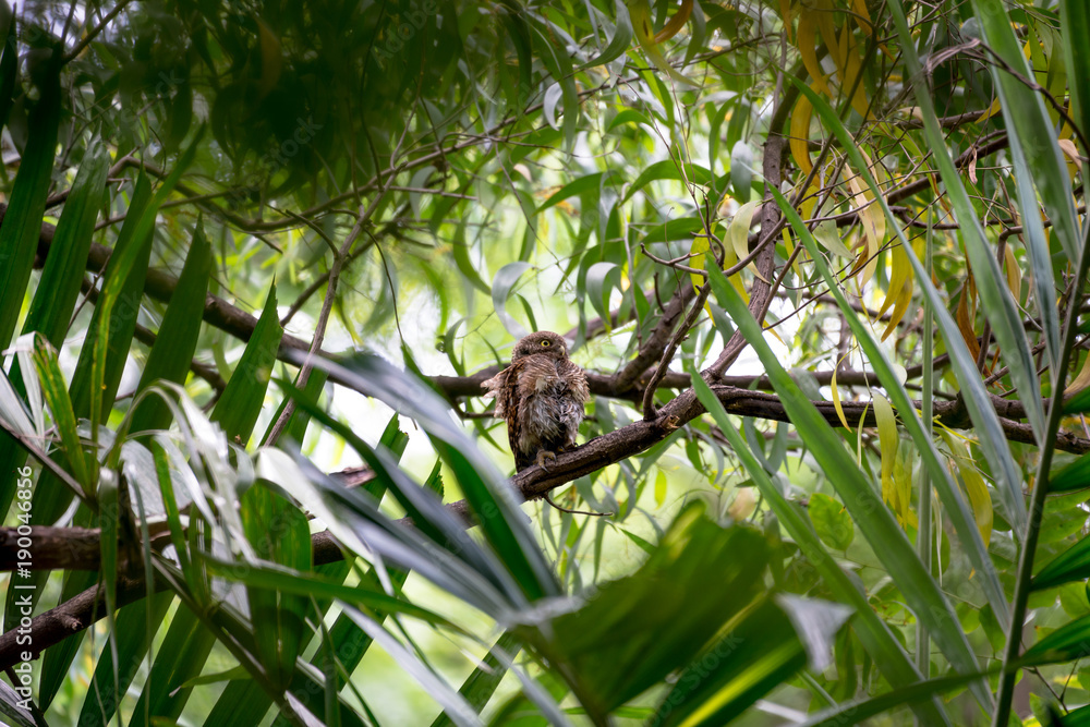 The Asian barred owlet is a species of true owl, resident in northern parts of the Indian Subcontinent and parts of Southeast Asia.