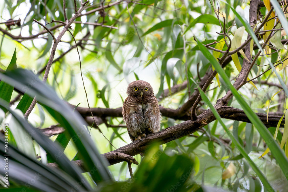 The Asian barred owlet is a species of true owl, resident in northern parts of the Indian Subcontinent and parts of Southeast Asia. The Asian barred owlet is a species of true owl, resident in northern parts of the Indian Subcontinent and parts of Southeast Asia.