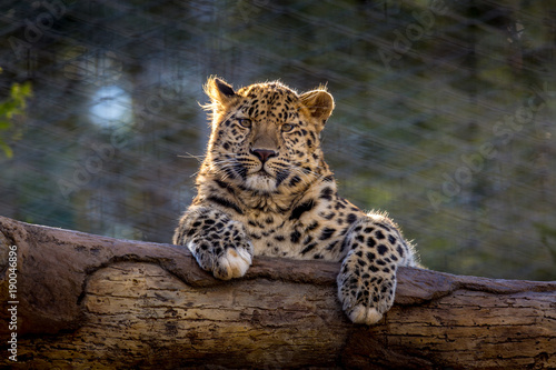 Leopard Stare from a tree