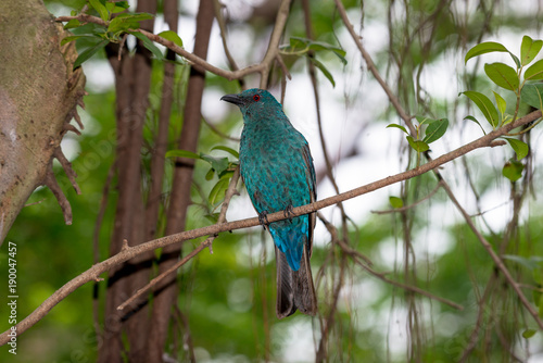 Asian Fairy-bluebird is found in forests across tropical southern Asia