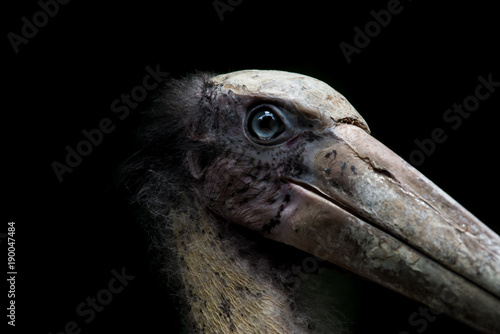 close up head of Lesser adjutant stork  with black background © joesayhello