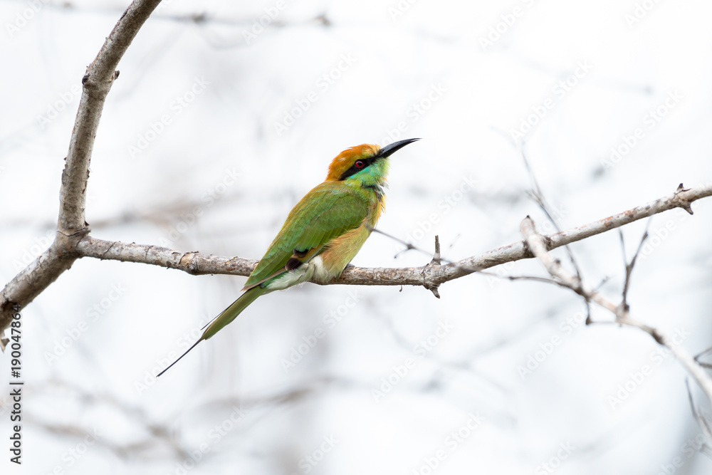 Obraz premium The green bee-eater or little green bee-eater is a near passerine bird in the bee-eater family.