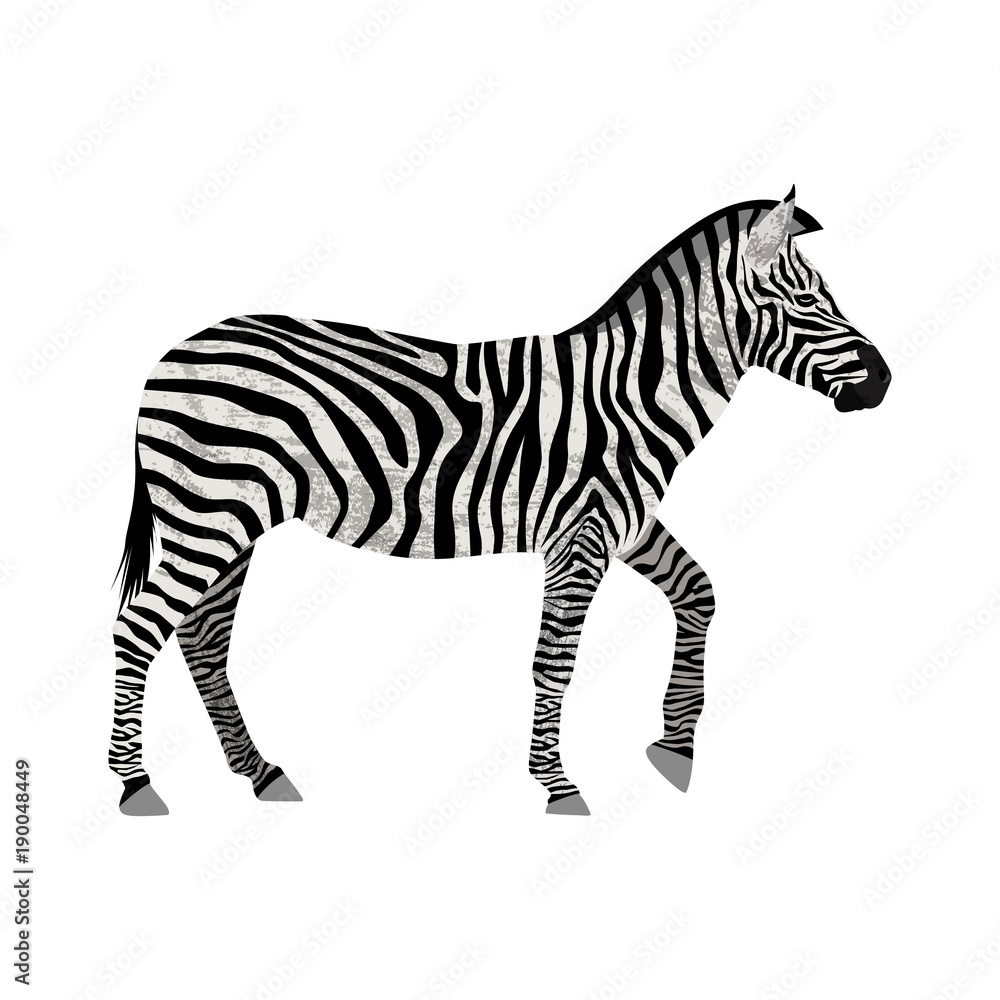 Obraz premium Zebra isolated on white