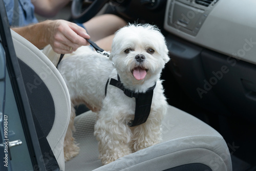 Fototapeta Naklejka Na Ścianę i Meble -  Dog traveling in a car