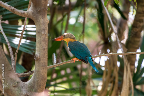 Stork-billed Kingfisher is a very large kingfisher, adult has a green back, blue wings and tail, olive-brown head and very large bill and legs are bright red.