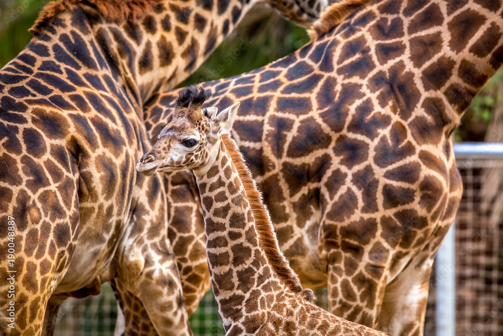 Baby Giraffe amongst the adults Baby Giraffe amongst the adults