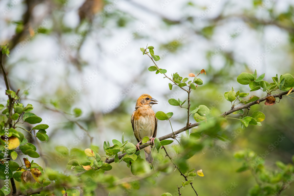 Asian golden weaver Asian golden weaver