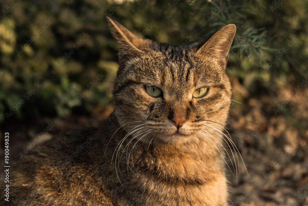 Obraz premium CAT