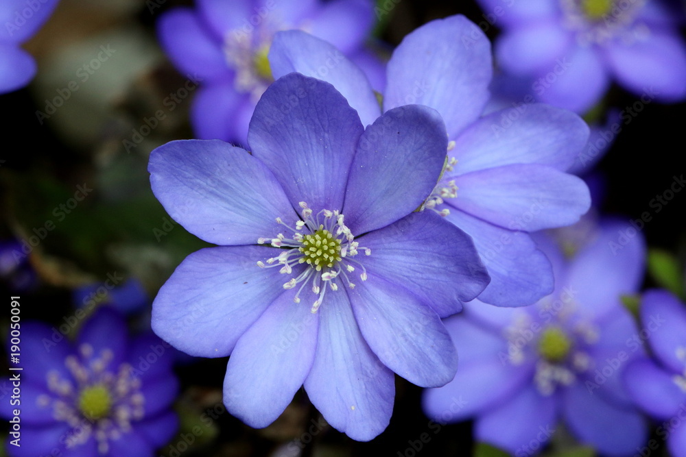 Leberblümchen in Blau Leberblümchen in Blau