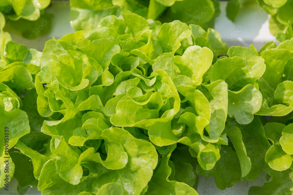 Fresh Green Salad Lettuce Vegetable growing in Plastic Pipe in Hydroponic Organic Agricultural System Fresh Green Salad Lettuce Vegetable growing in Plastic Pipe in Hydroponic Organic Agricultural System