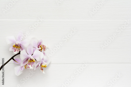 Light pink branch of orchid on wooden white background.