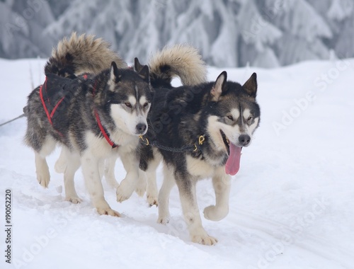  Sledge dogs in the snowy winter