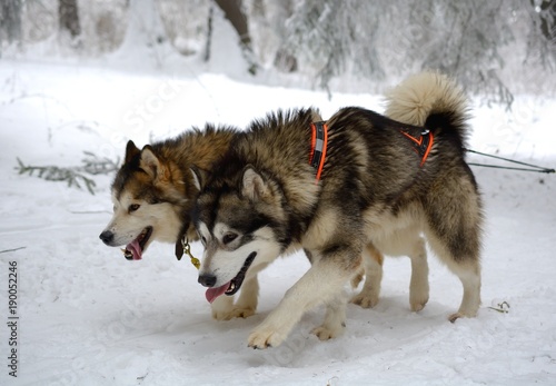  Sledge dogs in the snowy winter