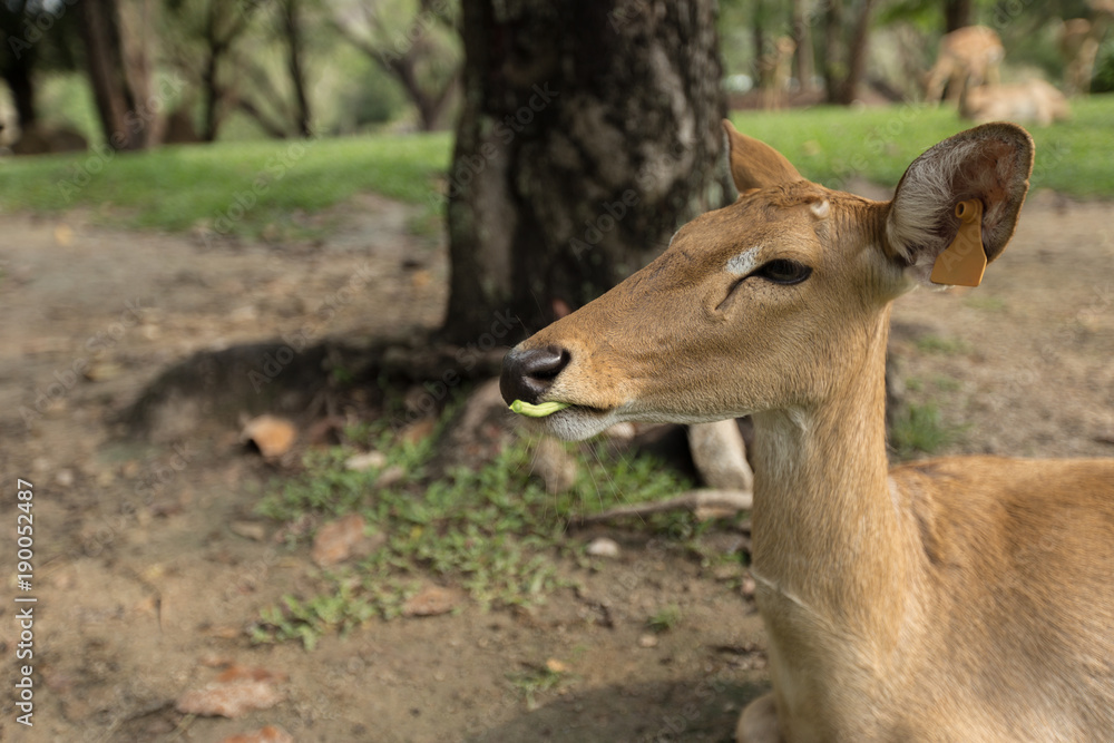 Burmese brow-antlered deer or Rucervus eldii thamin.