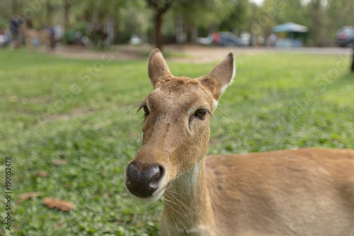 Burmese brow-antlered deer or Rucervus eldii thamin.