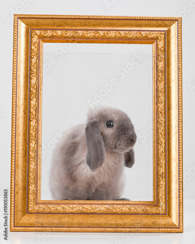 rabbit decorative gray in a gold frame frame. photo