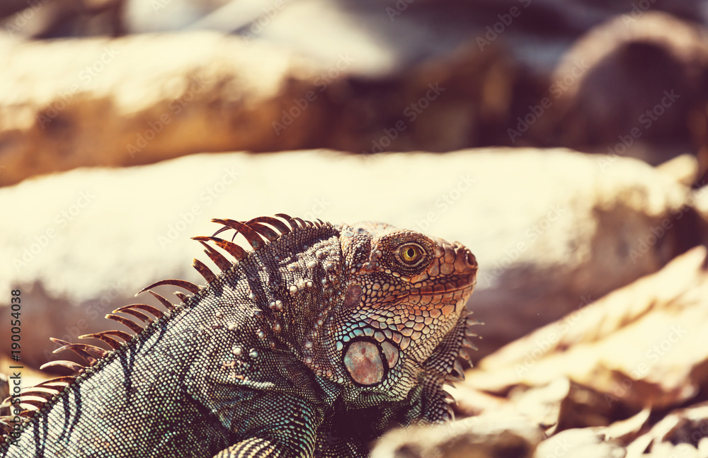 Fototapeta premium Iguana