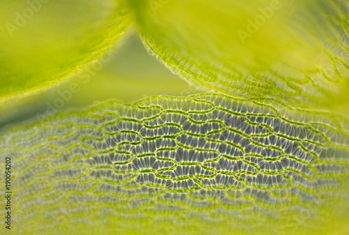 Detail of peat moss leaf (Sphagnum)
