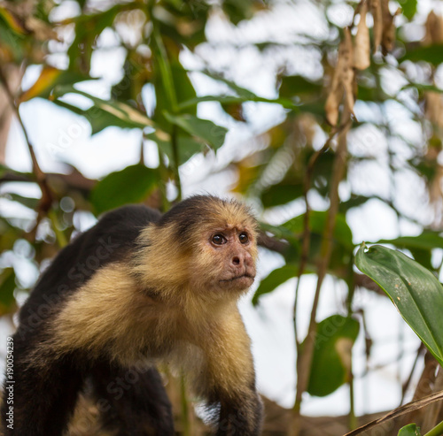 Monkey in Costa Rica © Galyna Andrushko