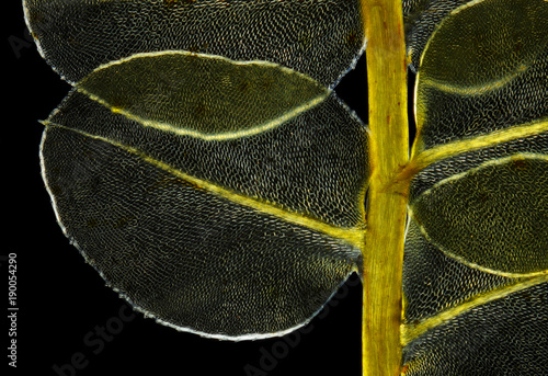 Detail of moss Plagiomnium affine in polarized light