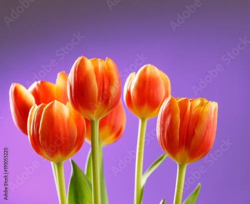 Red tulips on lilac background