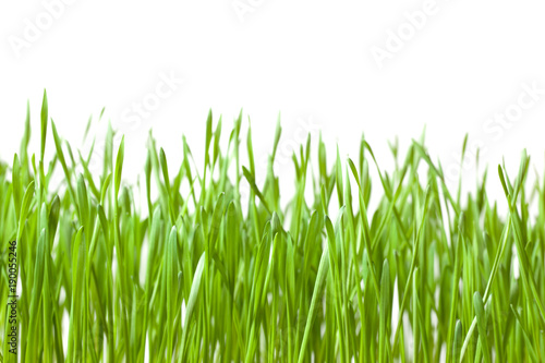 Background of green grass