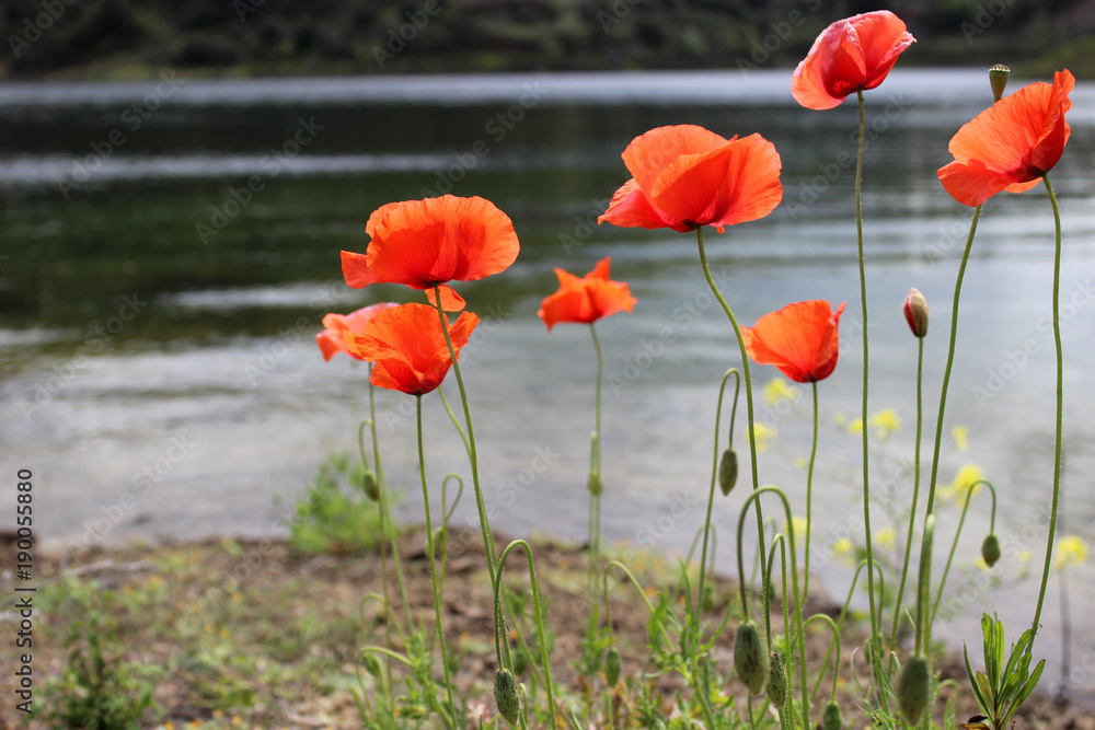 Fototapeta premium Poppies on the lake