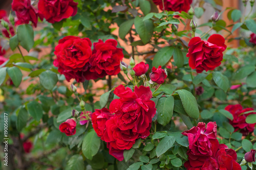 Bright red roses with buds on a background of a green bush after rain. Beautiful red roses in the summer garden. Background with many red summer flowers.