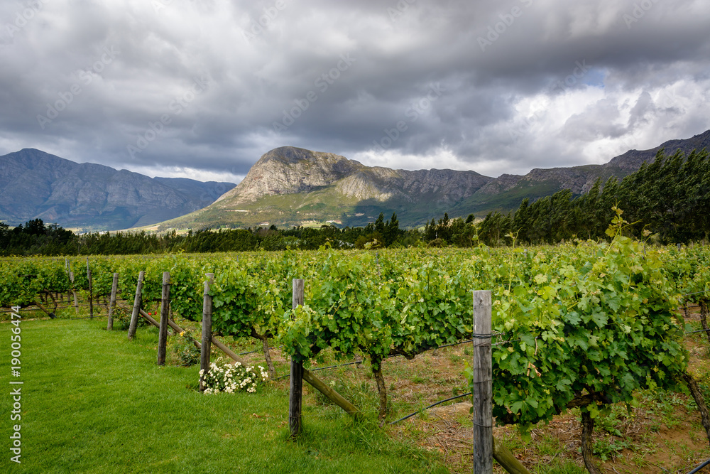 A vineyard in Franschhoek Winelands valley in South Africa. Horizontal photo on a cloudy day.