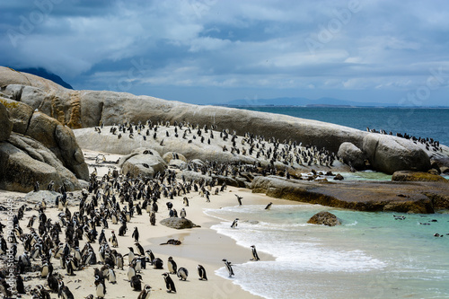 African Penguin colony (Spheniscus demersus) living on Boulders Beach, Cape Town, South Africa