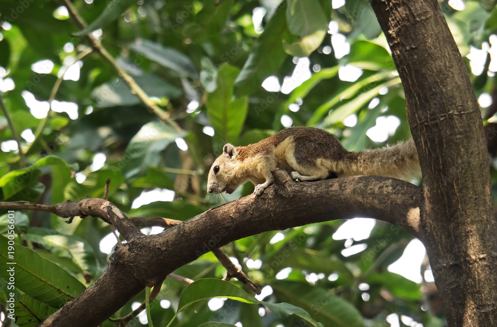 Wild Squirrel on Branch Isolated on Nature Background Wild Squirrel on Branch Isolated on Nature Background