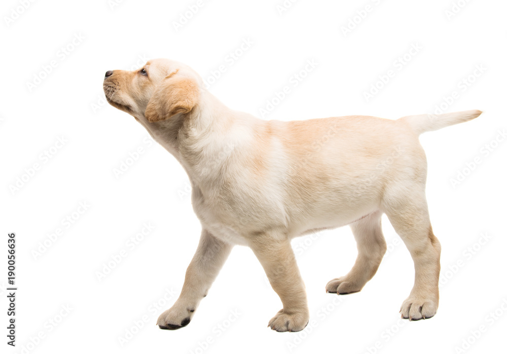 Fototapeta premium puppy labrador isolated