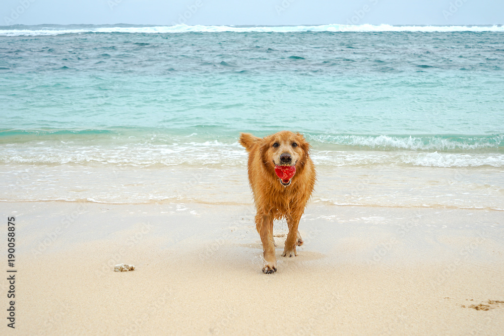 The dog is the Golden Retriever. Playing on the beach with a red ball. Beach of the island of Bali. The dog is the Golden Retriever. Playing on the beach with a red ball. Beach of the island of Bali.