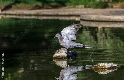 Dove taking flight with wings spread to fly, pigeon or rock dove perched while spread wings