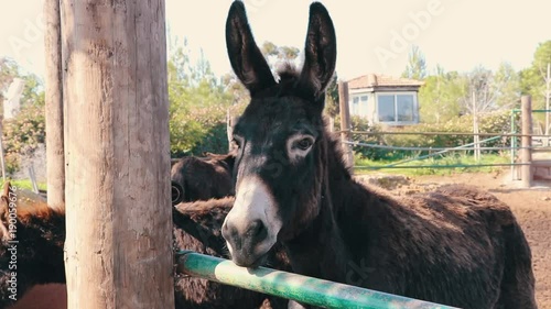 cyprus donkey 