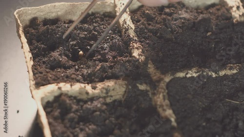 Wallpaper Mural Male hand holding hand plantation seed. Professional growing of seedlings inside. Torontodigital.ca