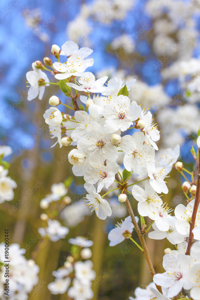 Obraz premium Spring blossoms tree 