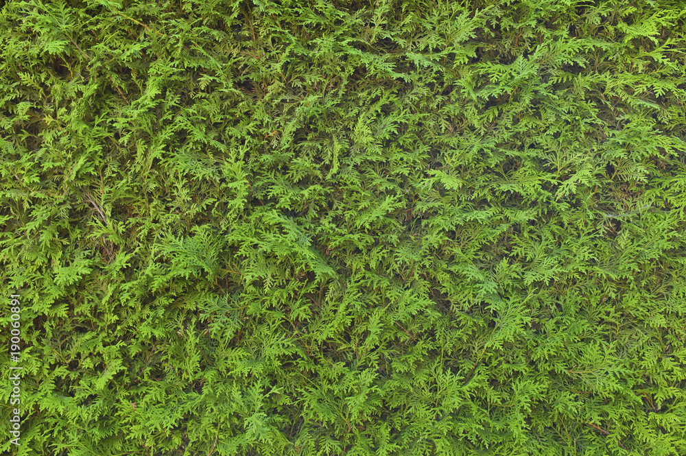 green hedge, full frame green hedge, full frame