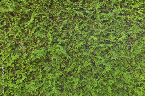 green hedge, full frame photo
