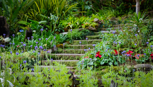 Beautiful flower garden and stairs