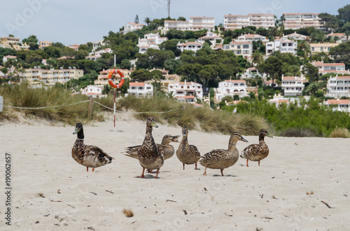 Patos en la playa más grande de Menorca, Son Bou. photo