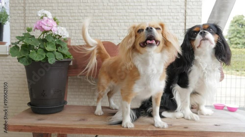 Cavalier King Charles Spaniel and Mixed Breed