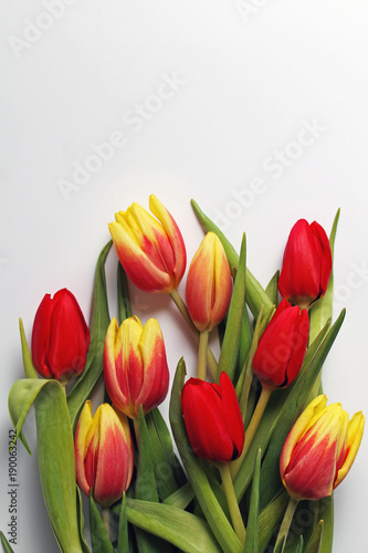 Multicolored beautiful spring tulips on a white background. Postcard for the Eighth March - Women's Day