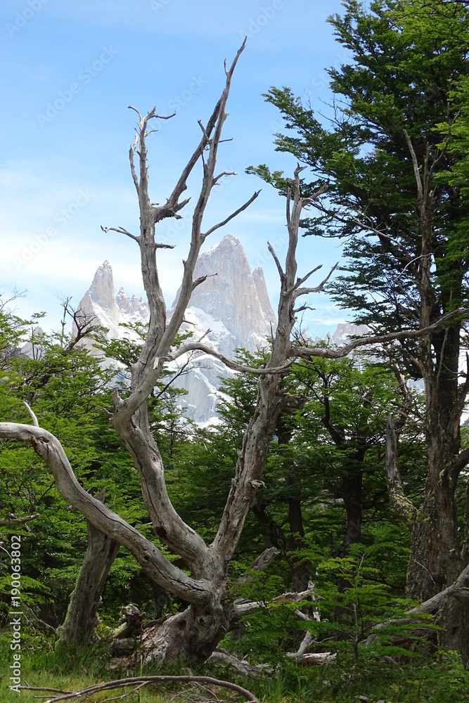 Fitz Roy mountain view with old tree trunk from the forest, Chalten, Patagonia, Argentina Fitz Roy mountain view with old tree trunk from the forest, Chalten, Patagonia, Argentina