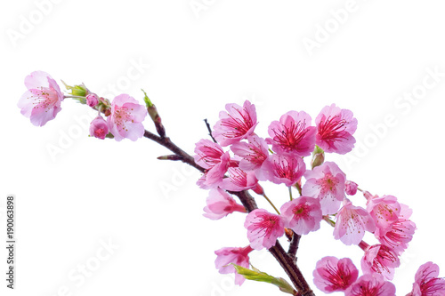 Blooming pink cherry blossoms flower in spring season isolated on white background