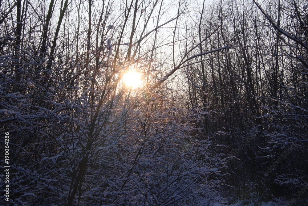 Fototapeta premium Winter`s nature in sunset