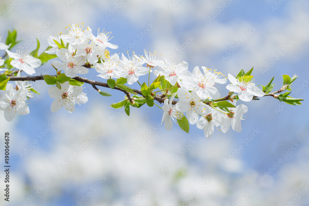 Spring blooming sakura background of white and pink flowers and blue sky